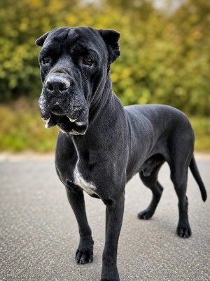 Kane