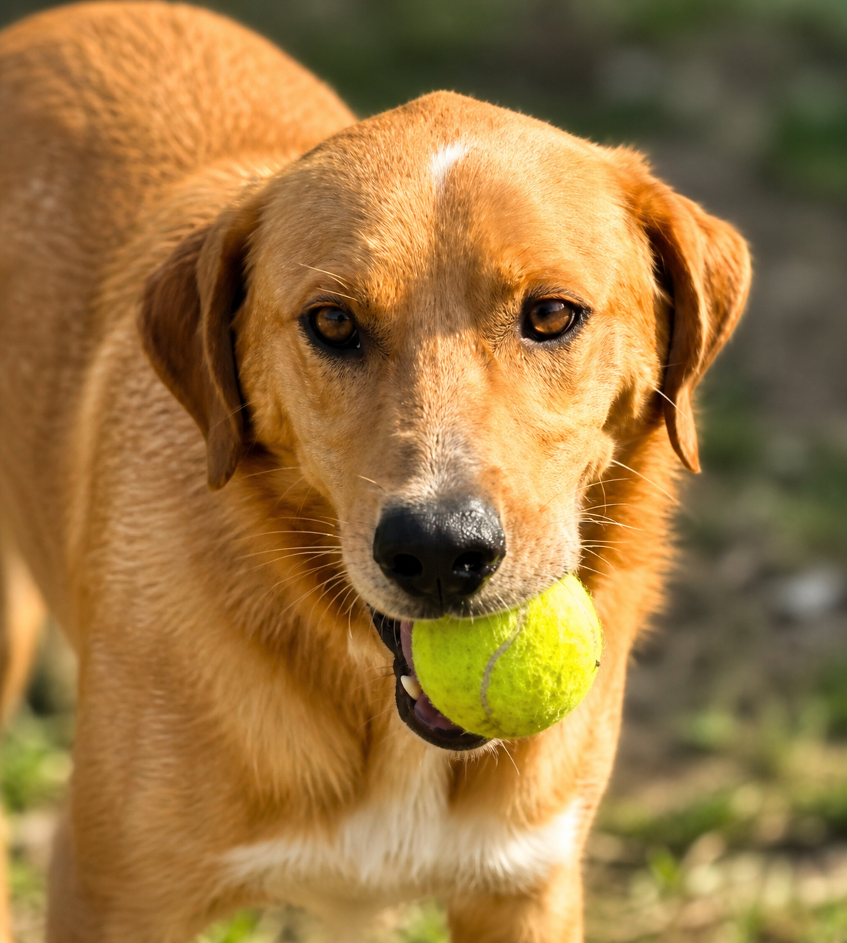 Benji 