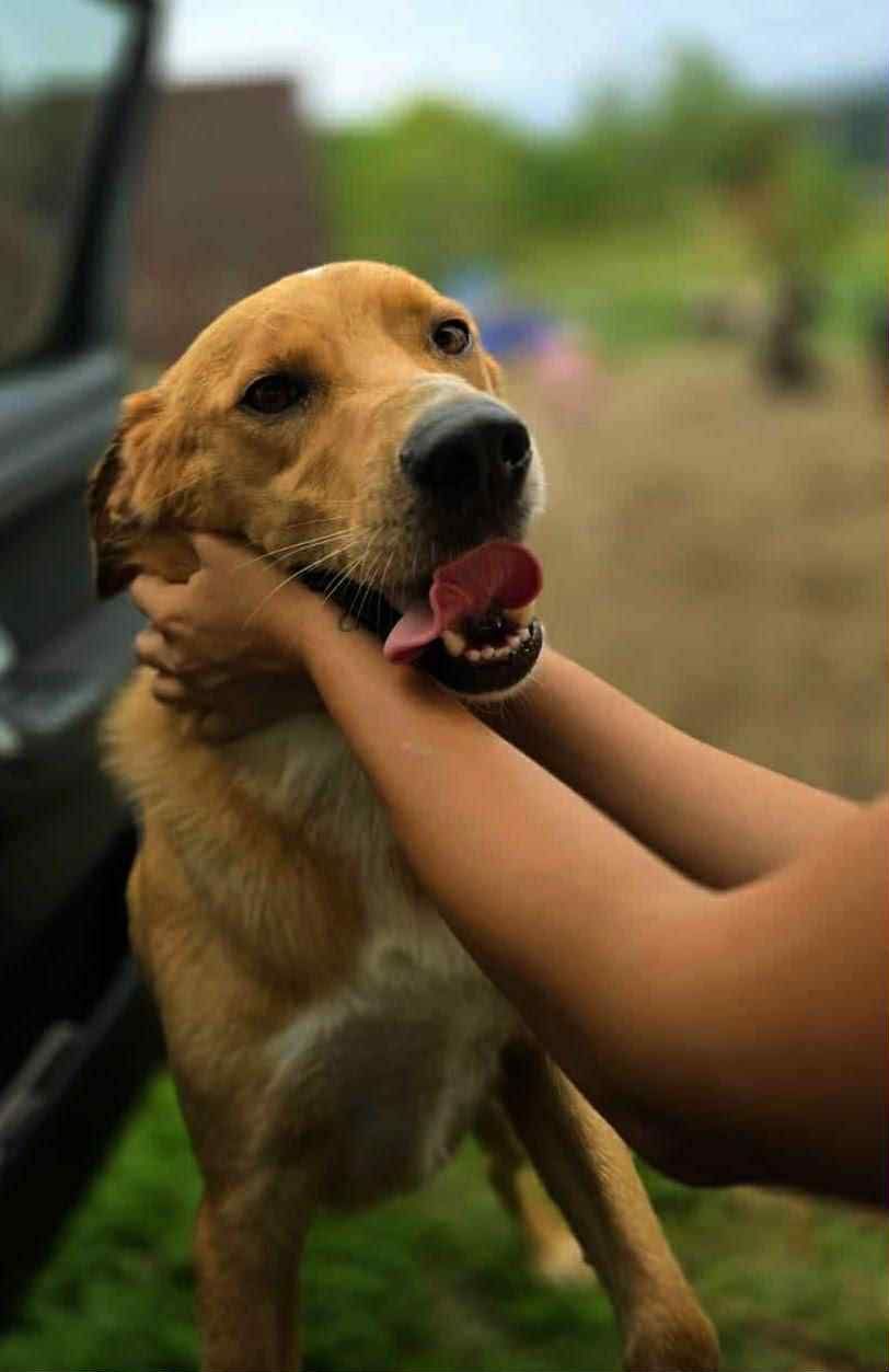 Benji 