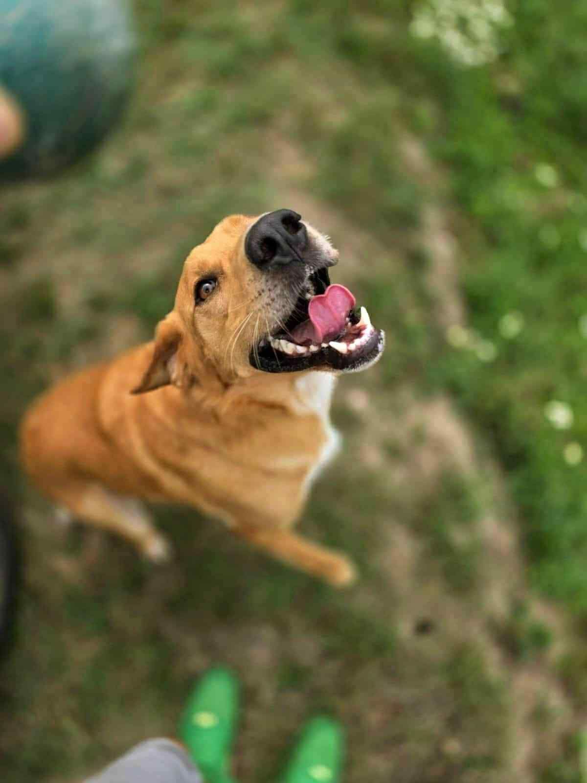 Benji 