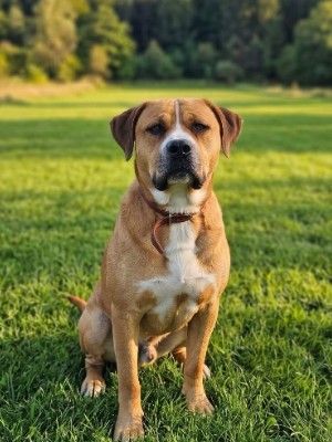 Archie 