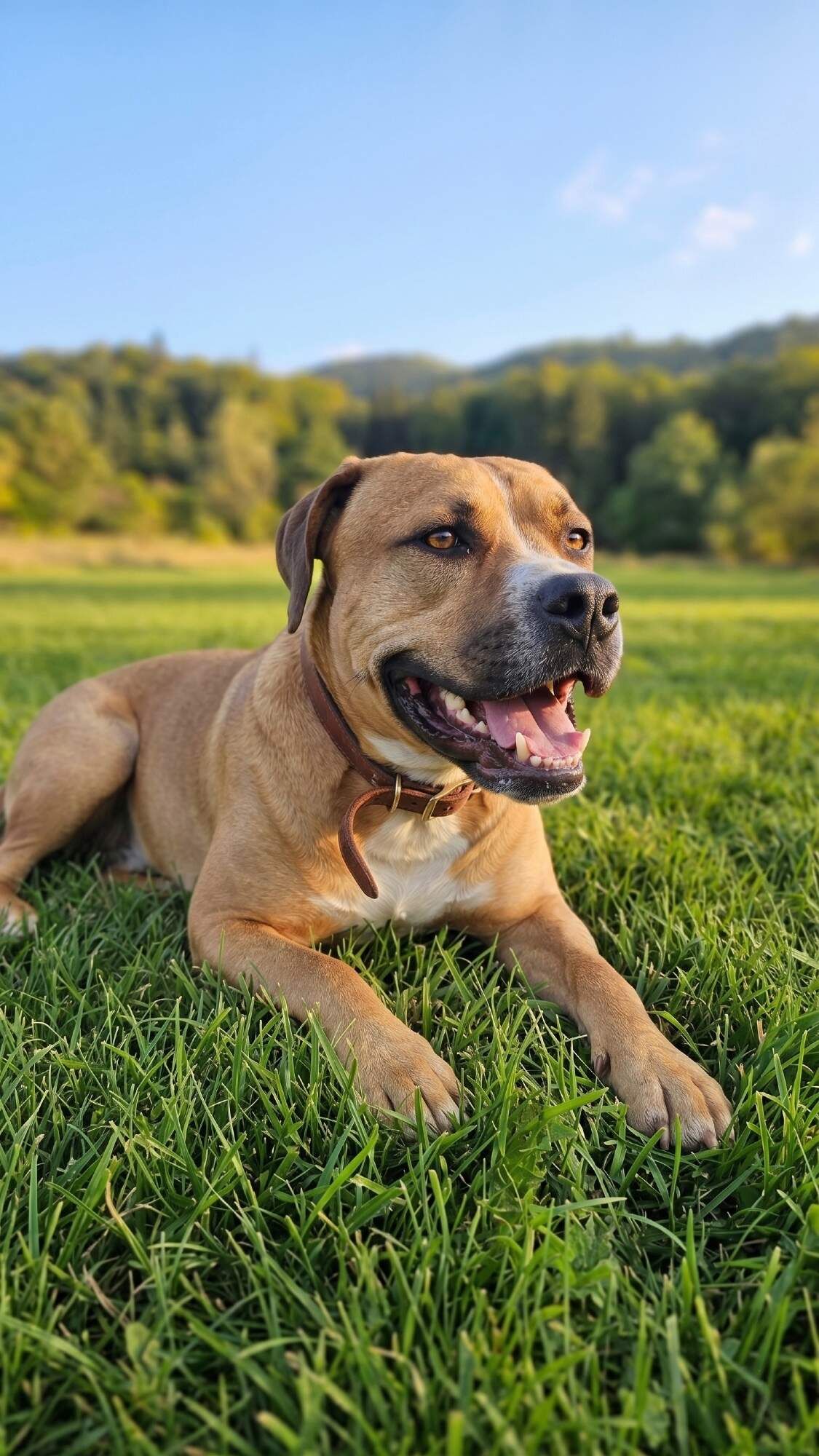 Archie 