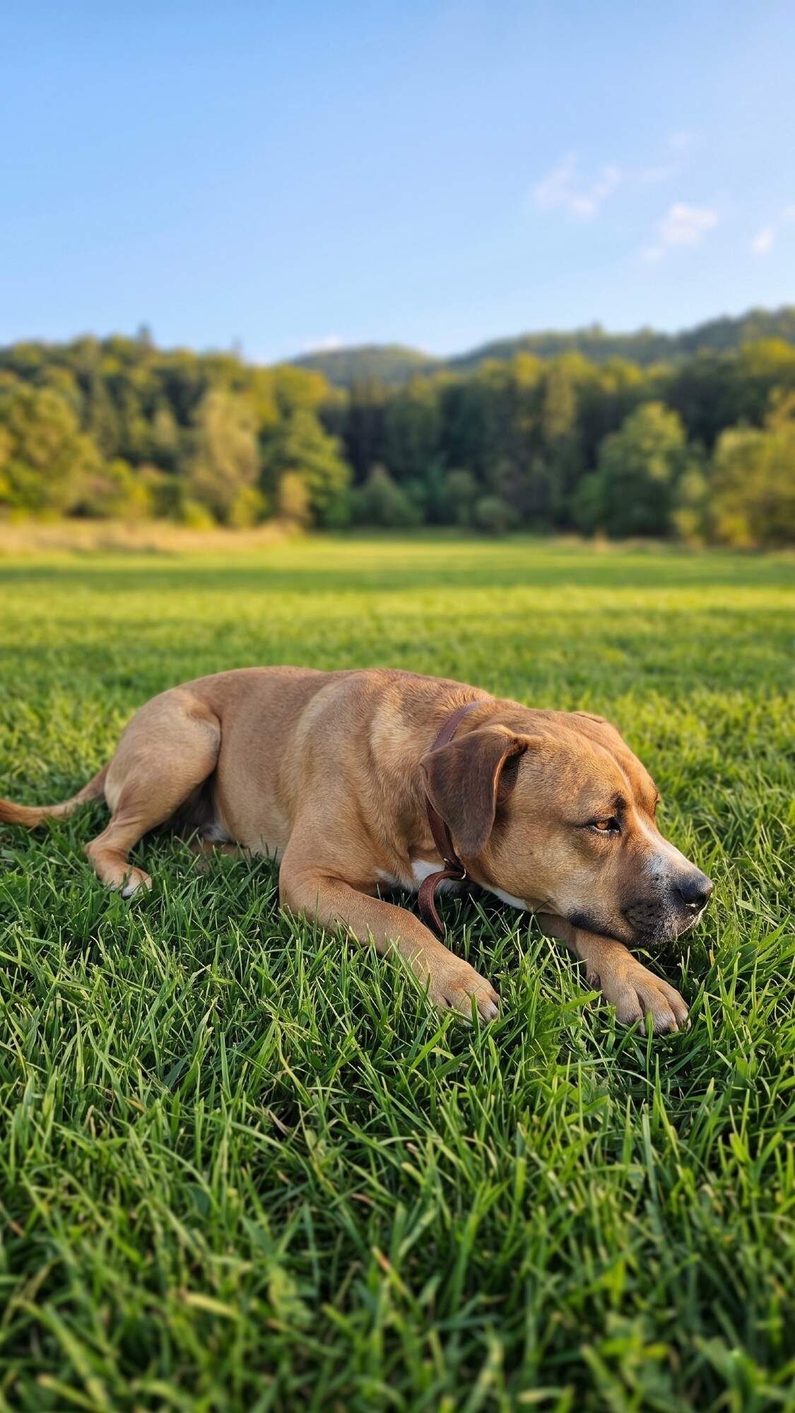 Archie 