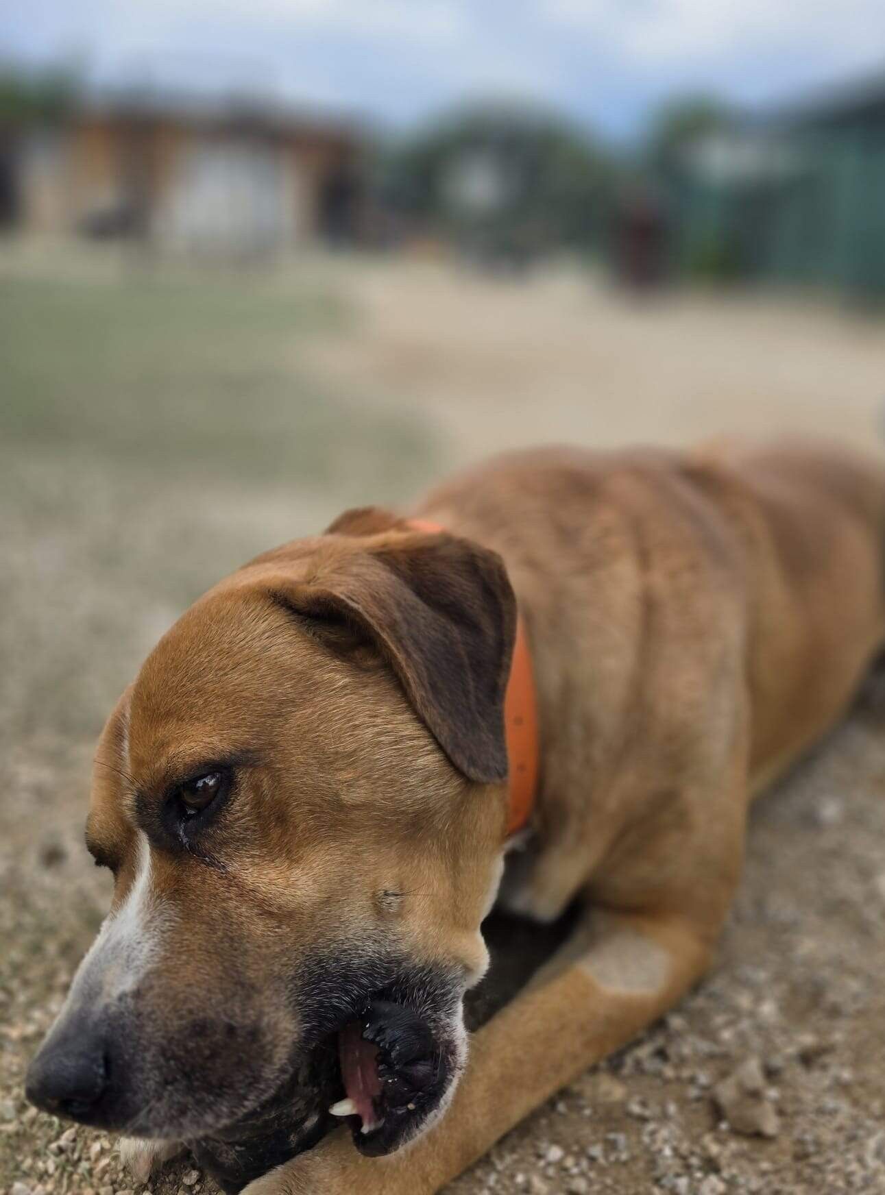 Archie 