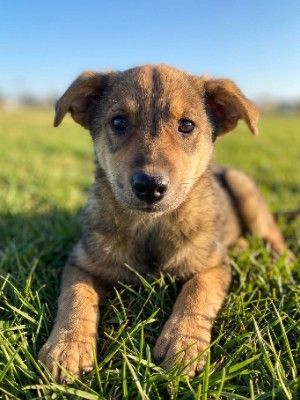 Freya