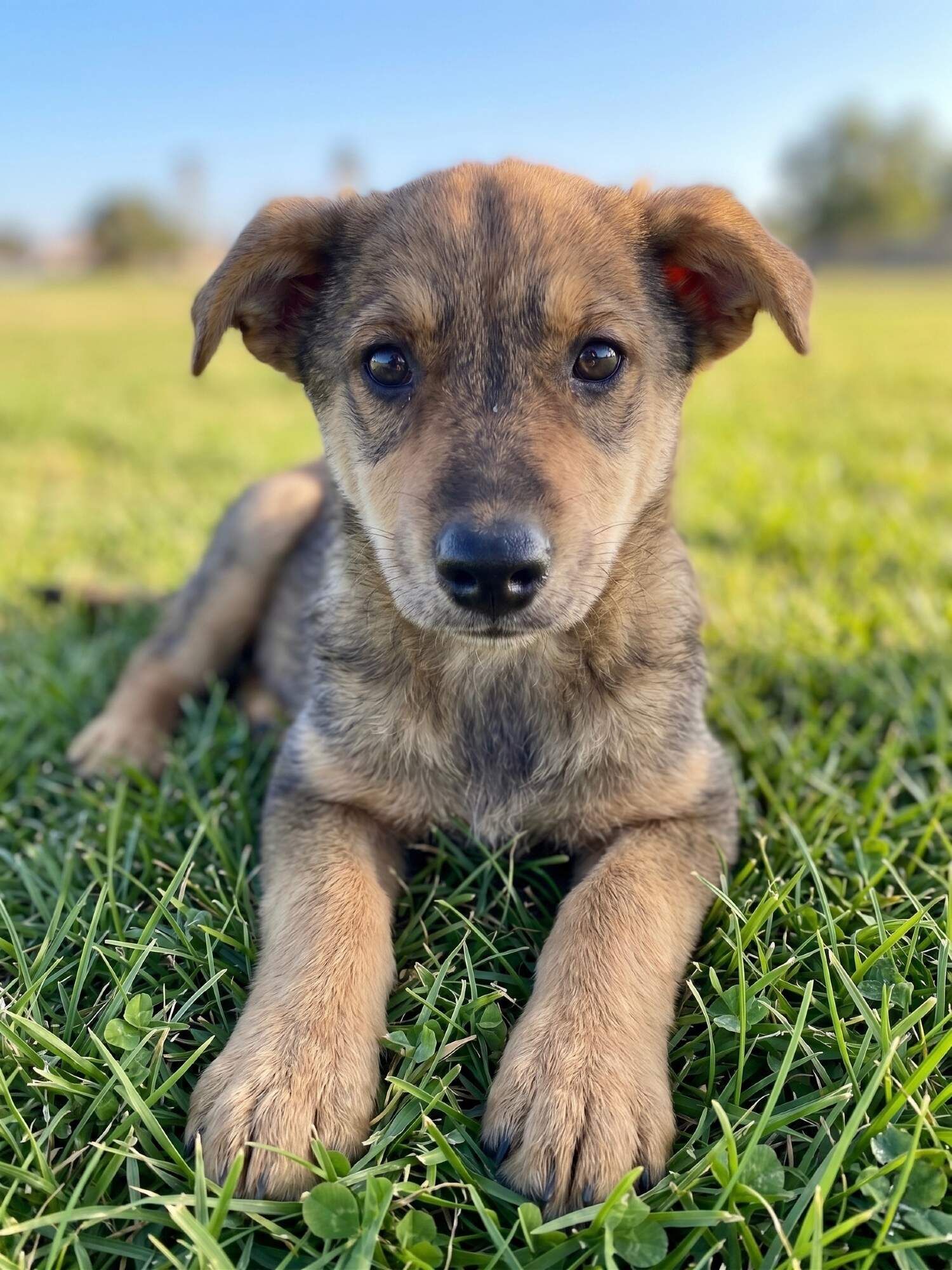 Freya