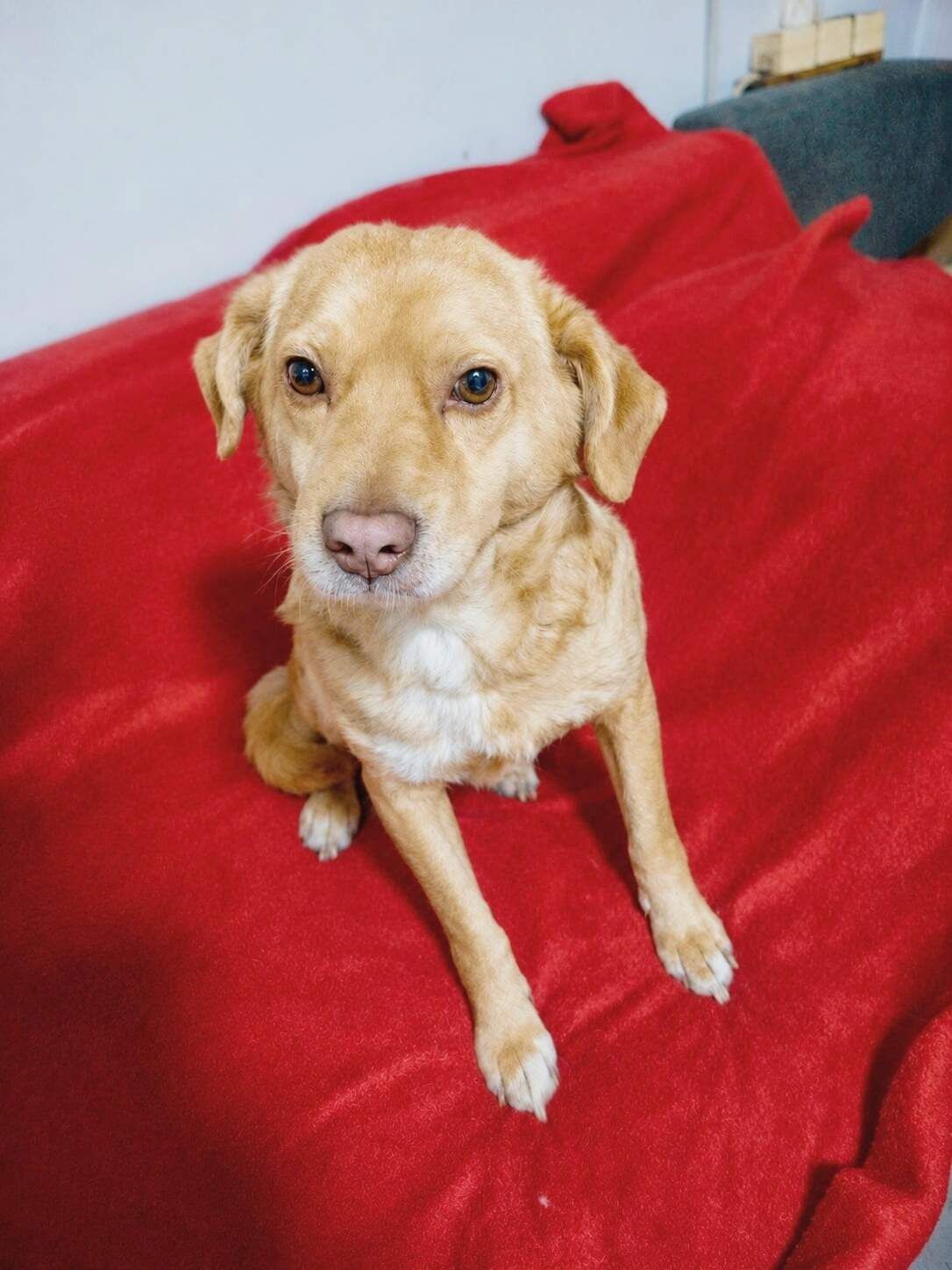 Leo 