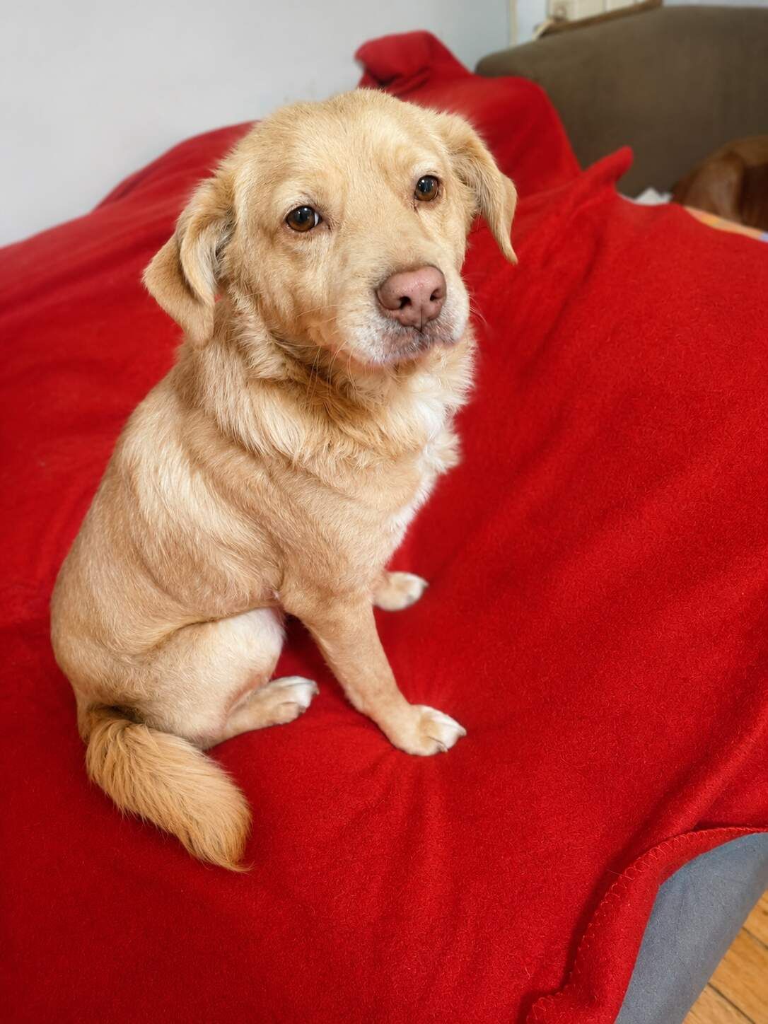 Leo 