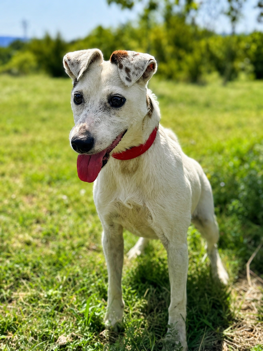 Pajo