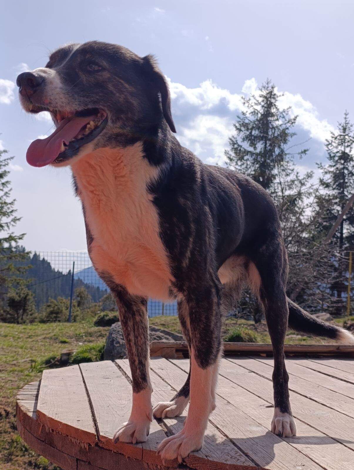 Bonnie 