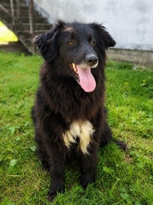 Nerko