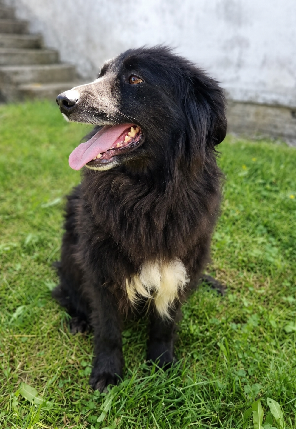 Nerko