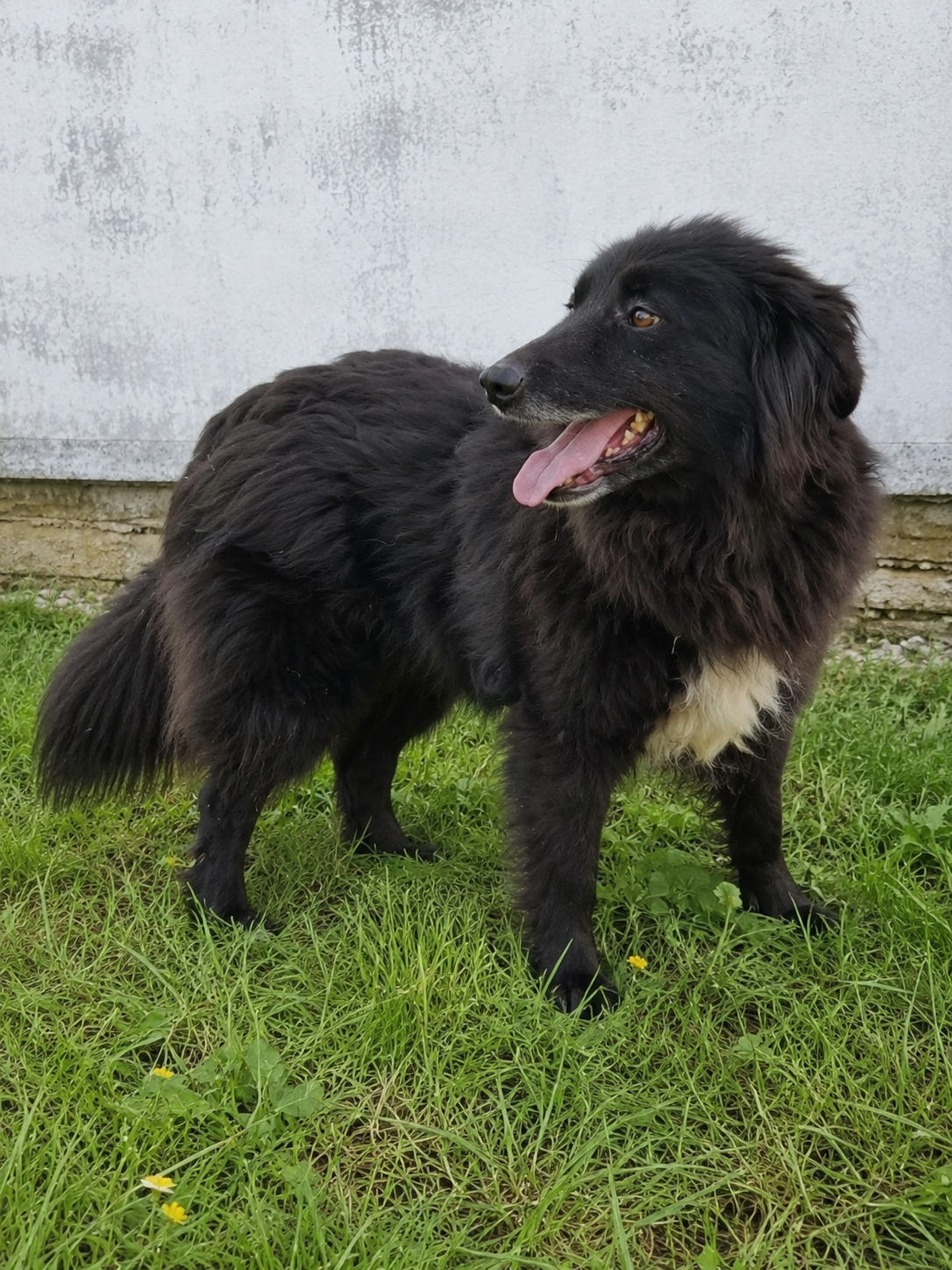 Nerko