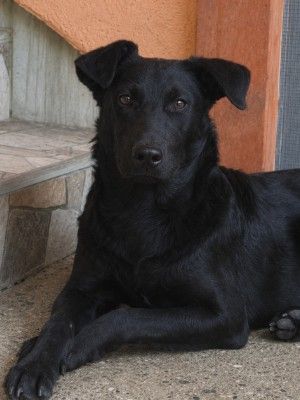 Angelo