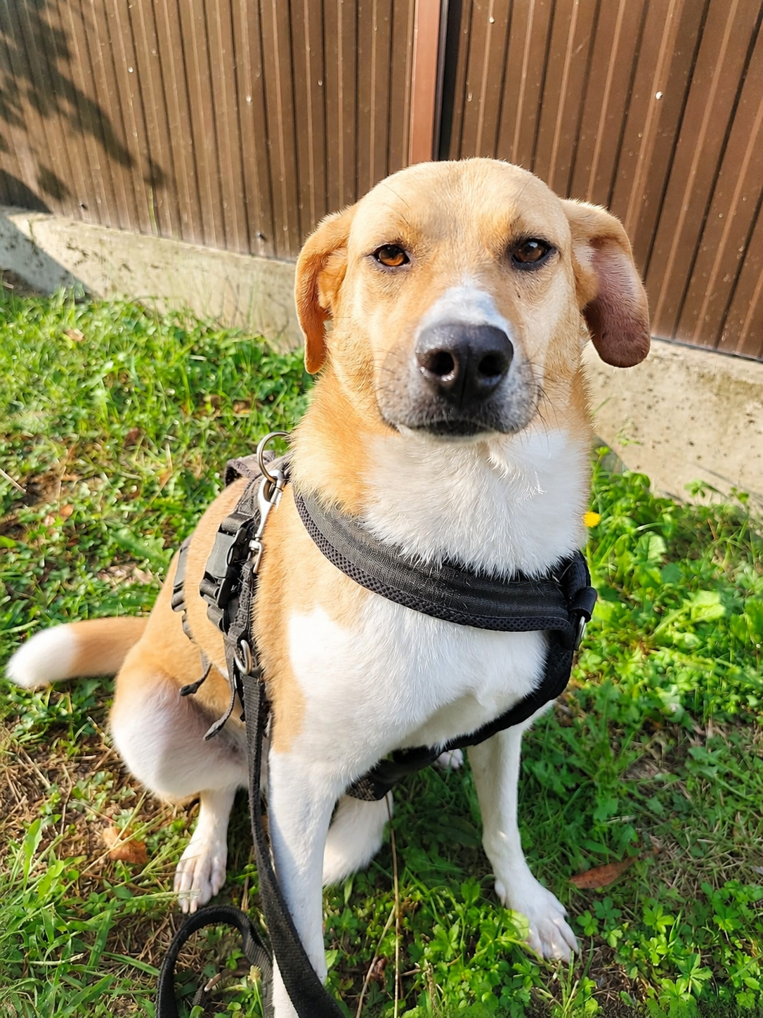 Carlos 