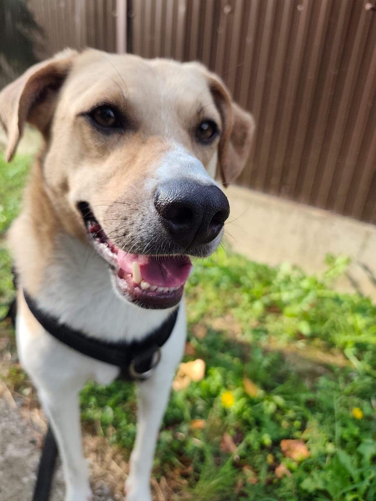 Carlos 