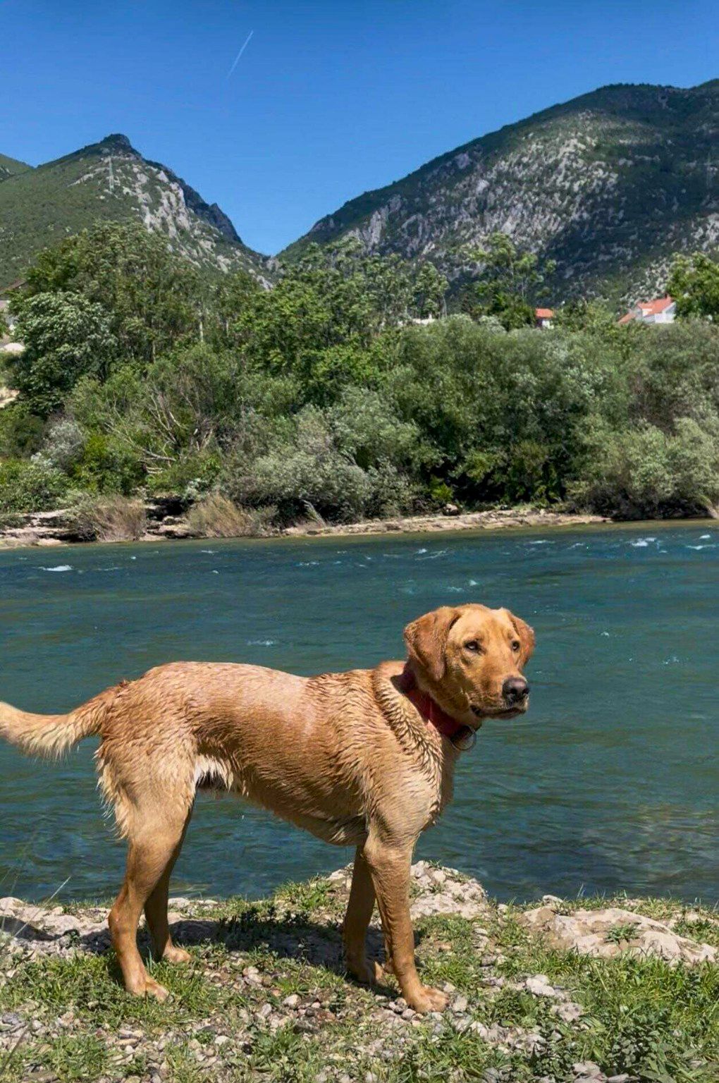Lambi