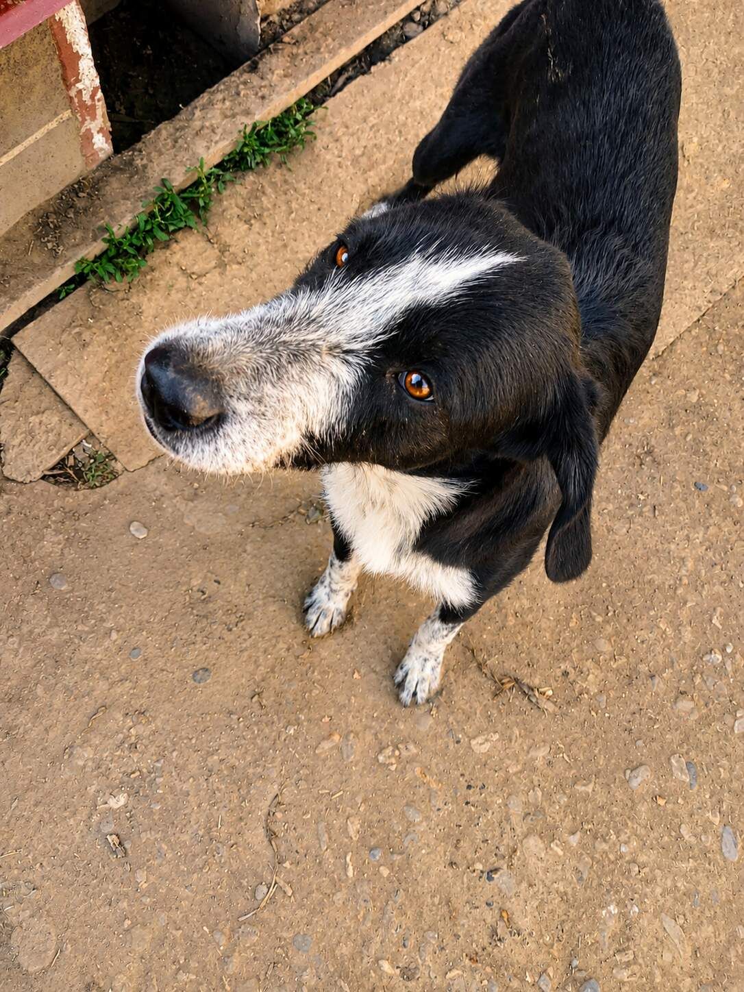 Buddy