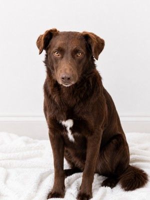 Dax (Charlie)