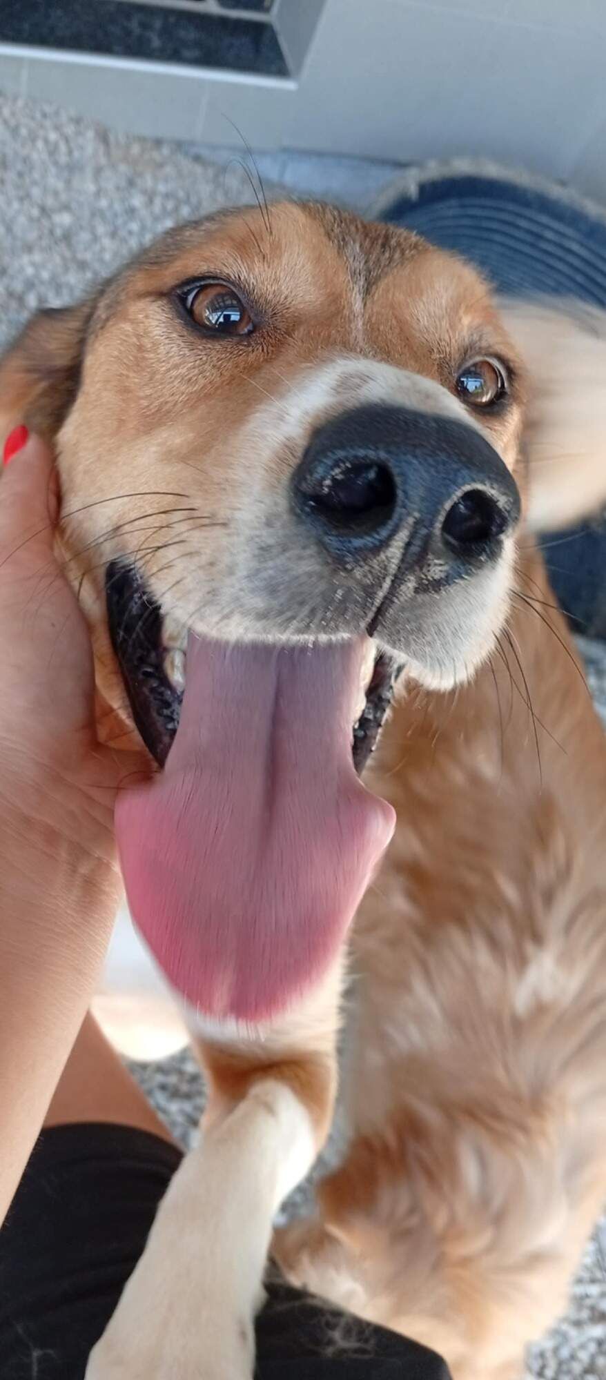 Sammy