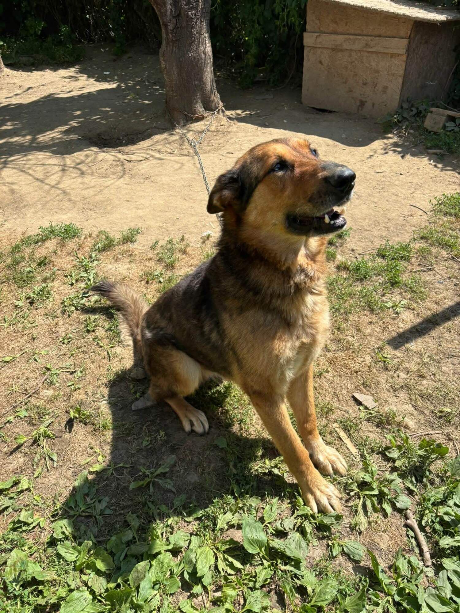 Čaro