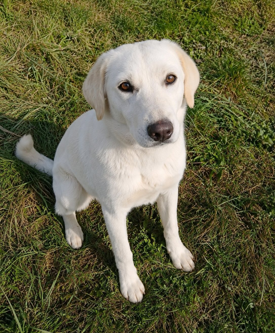 Bella