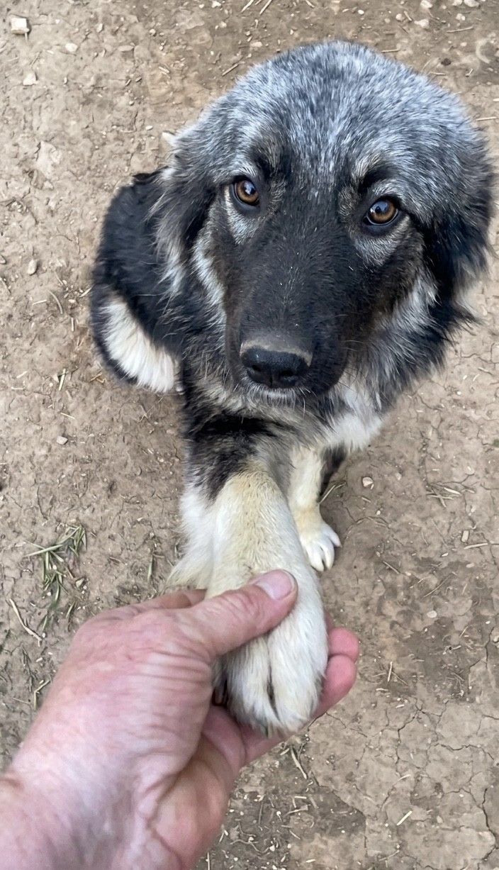 Sheila