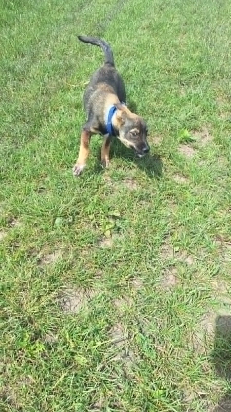 Enzo