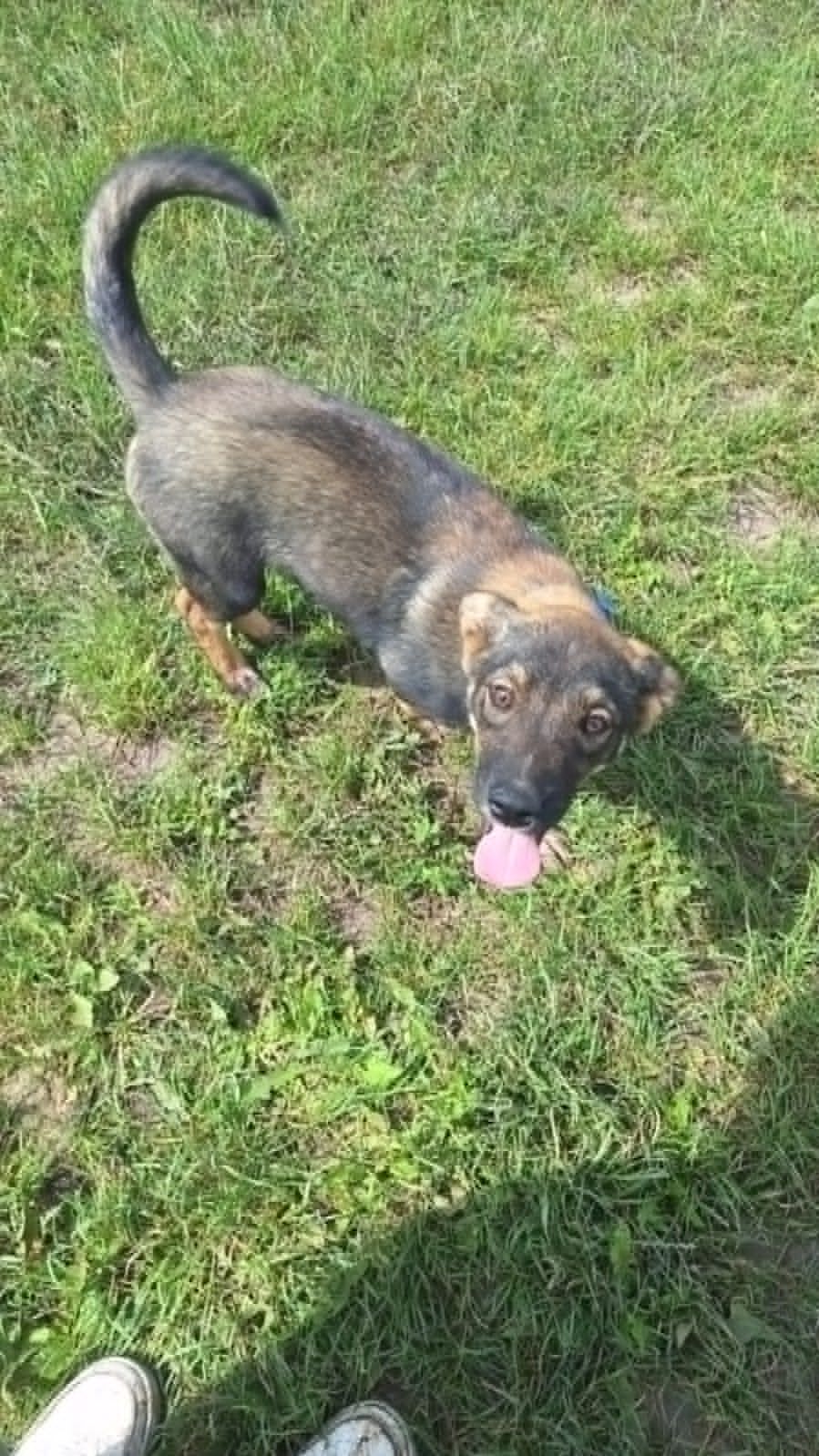 Enzo