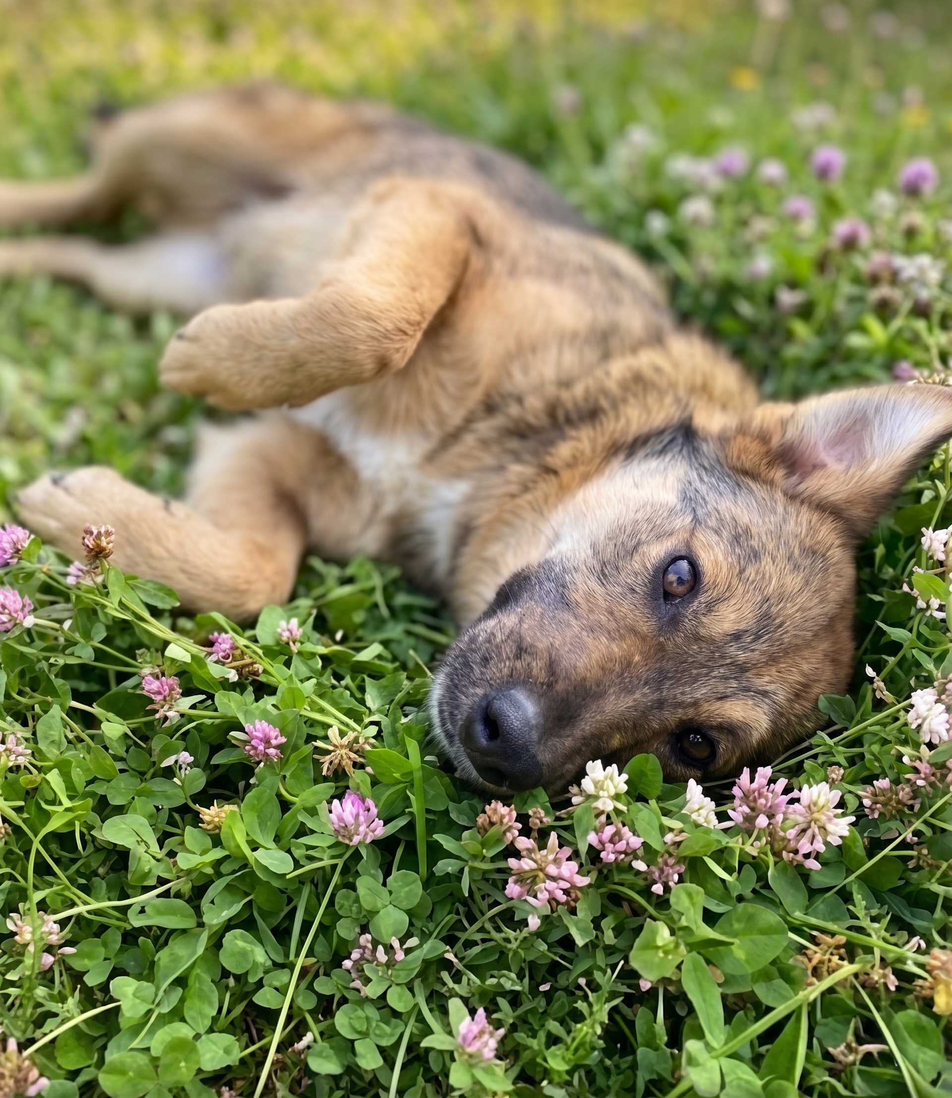 Hugo