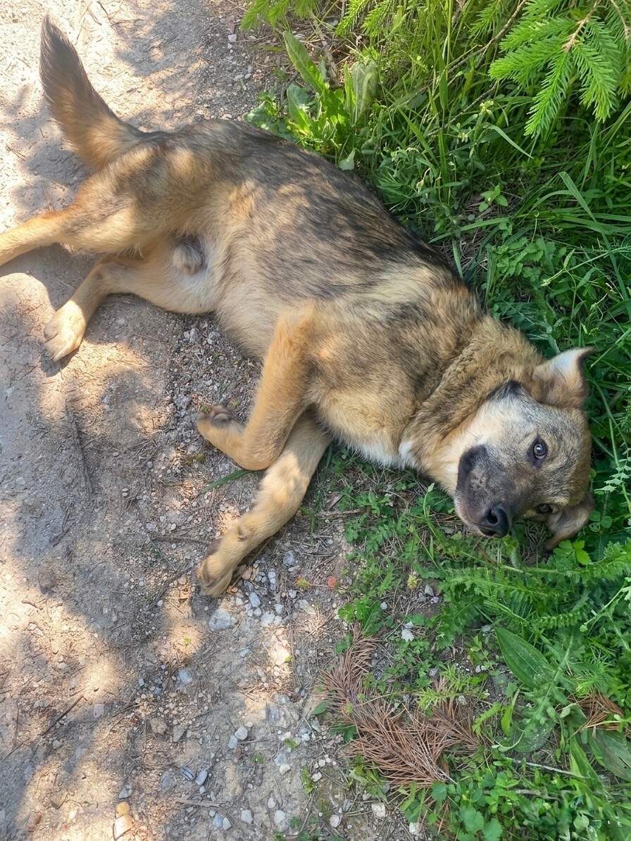 Hugo