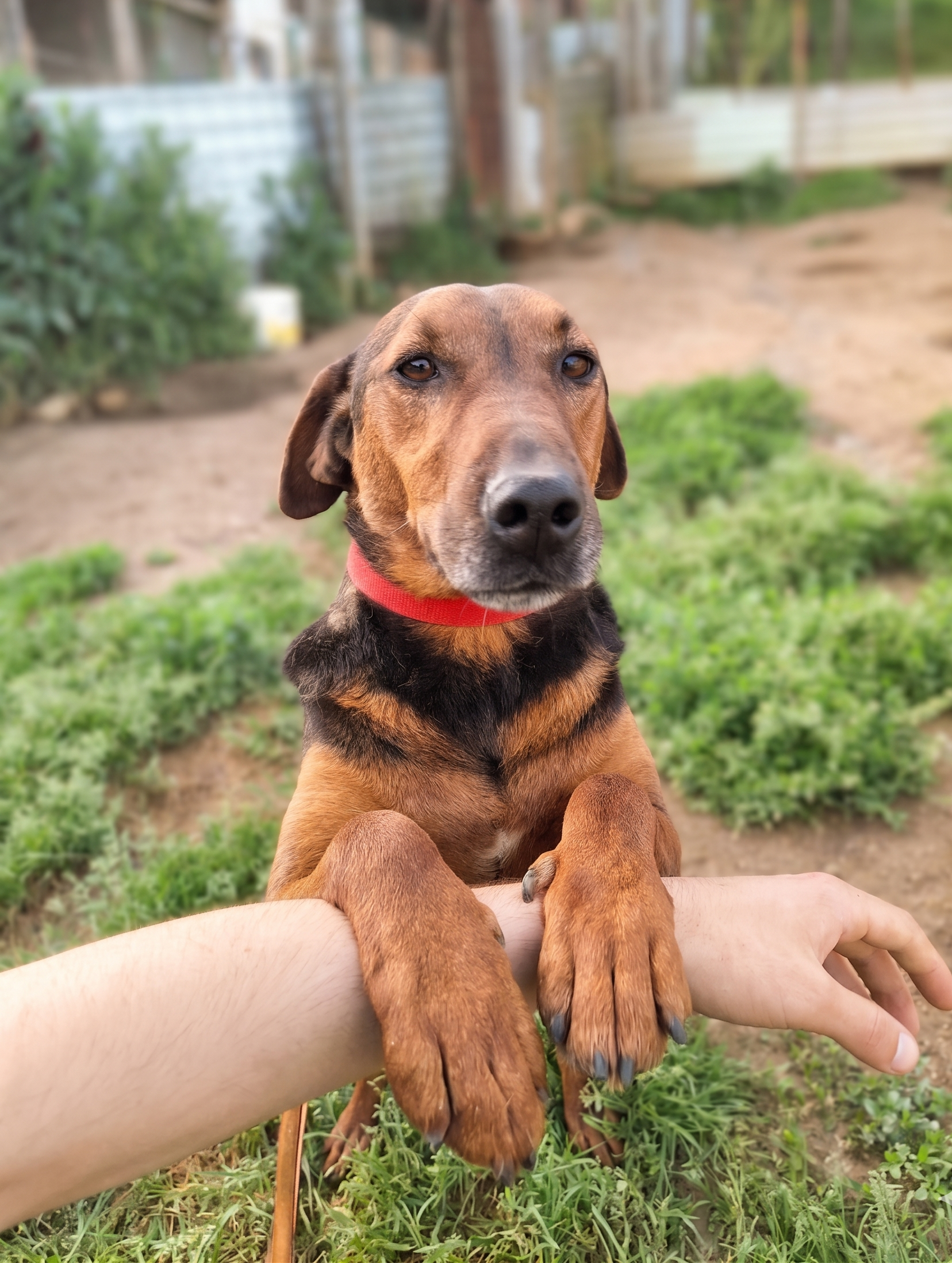 Suki