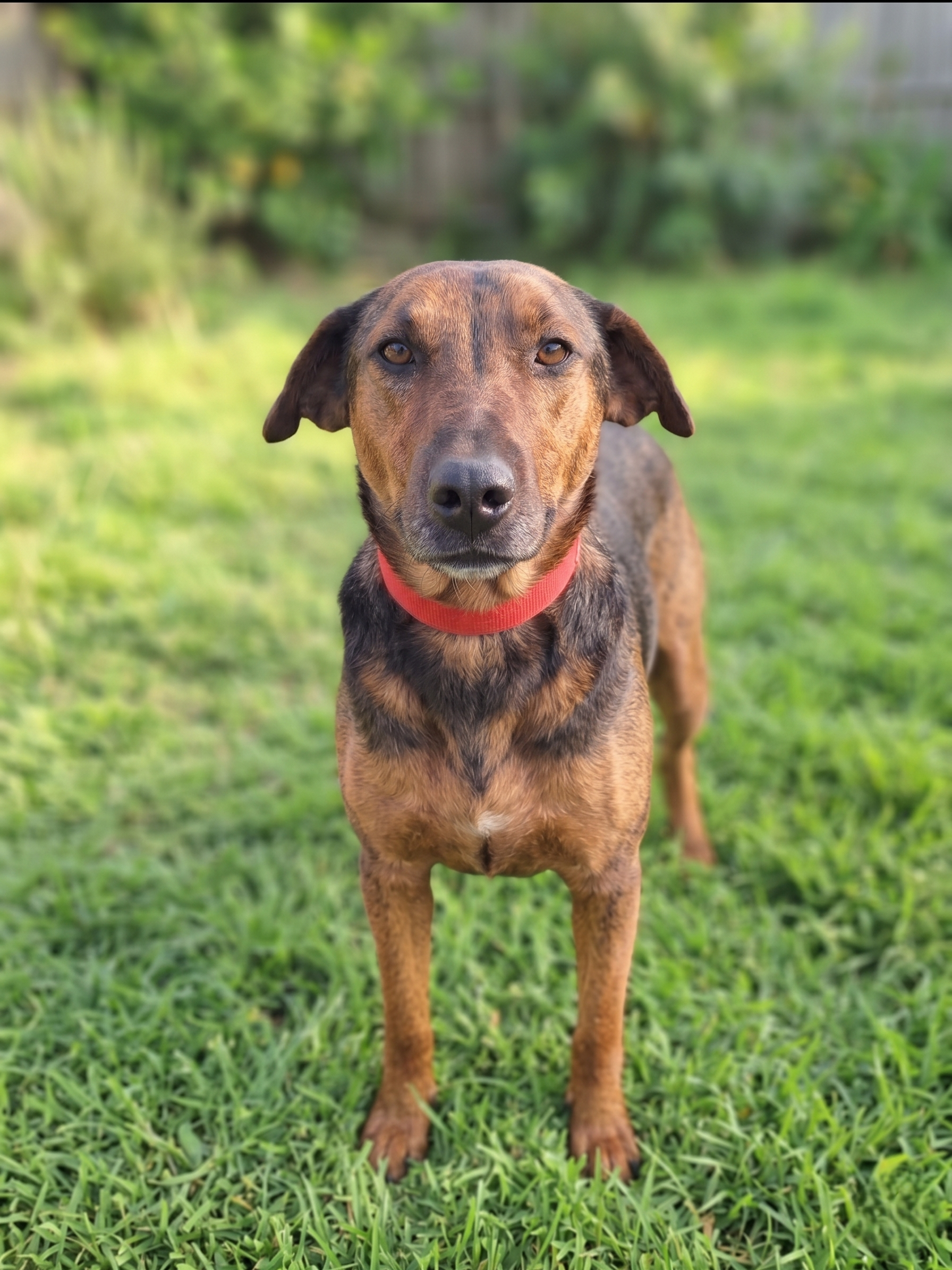 Suki