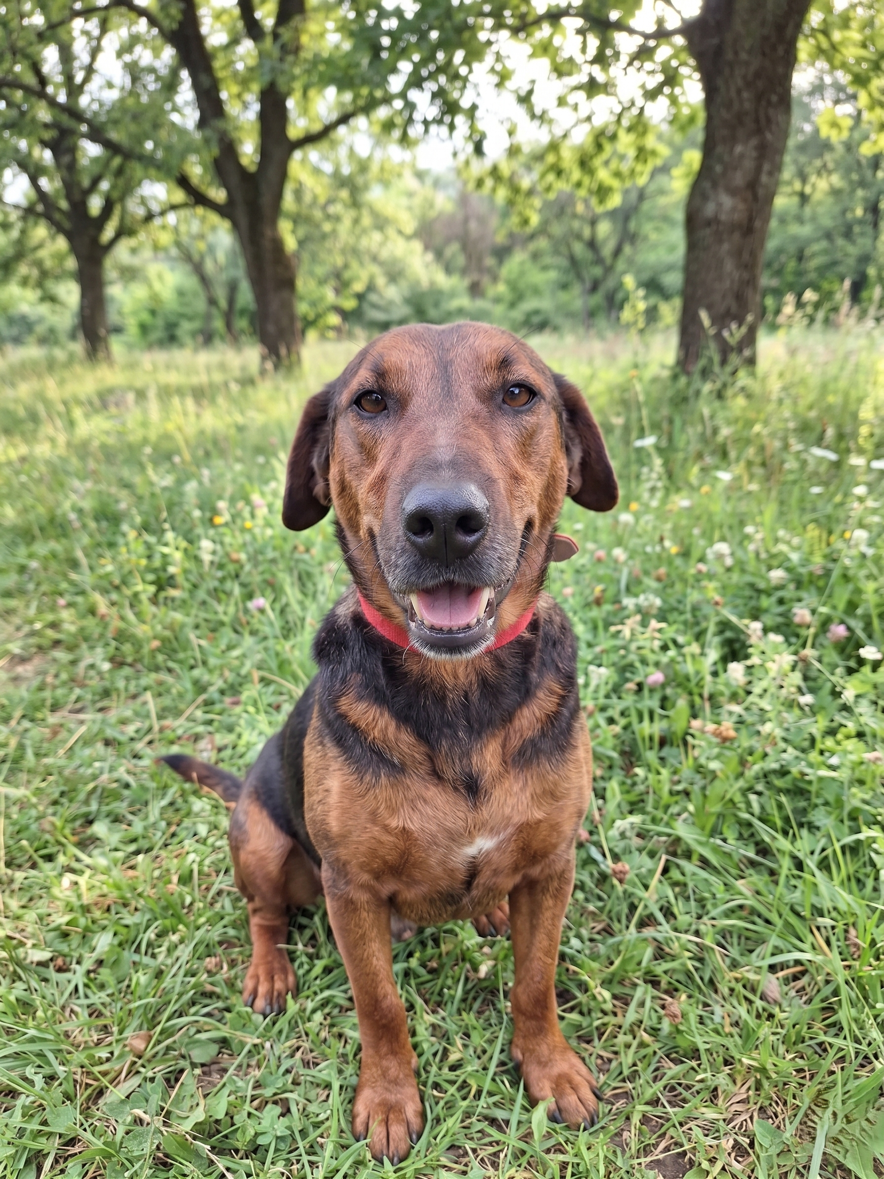 Suki