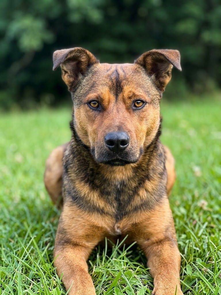 Bobi