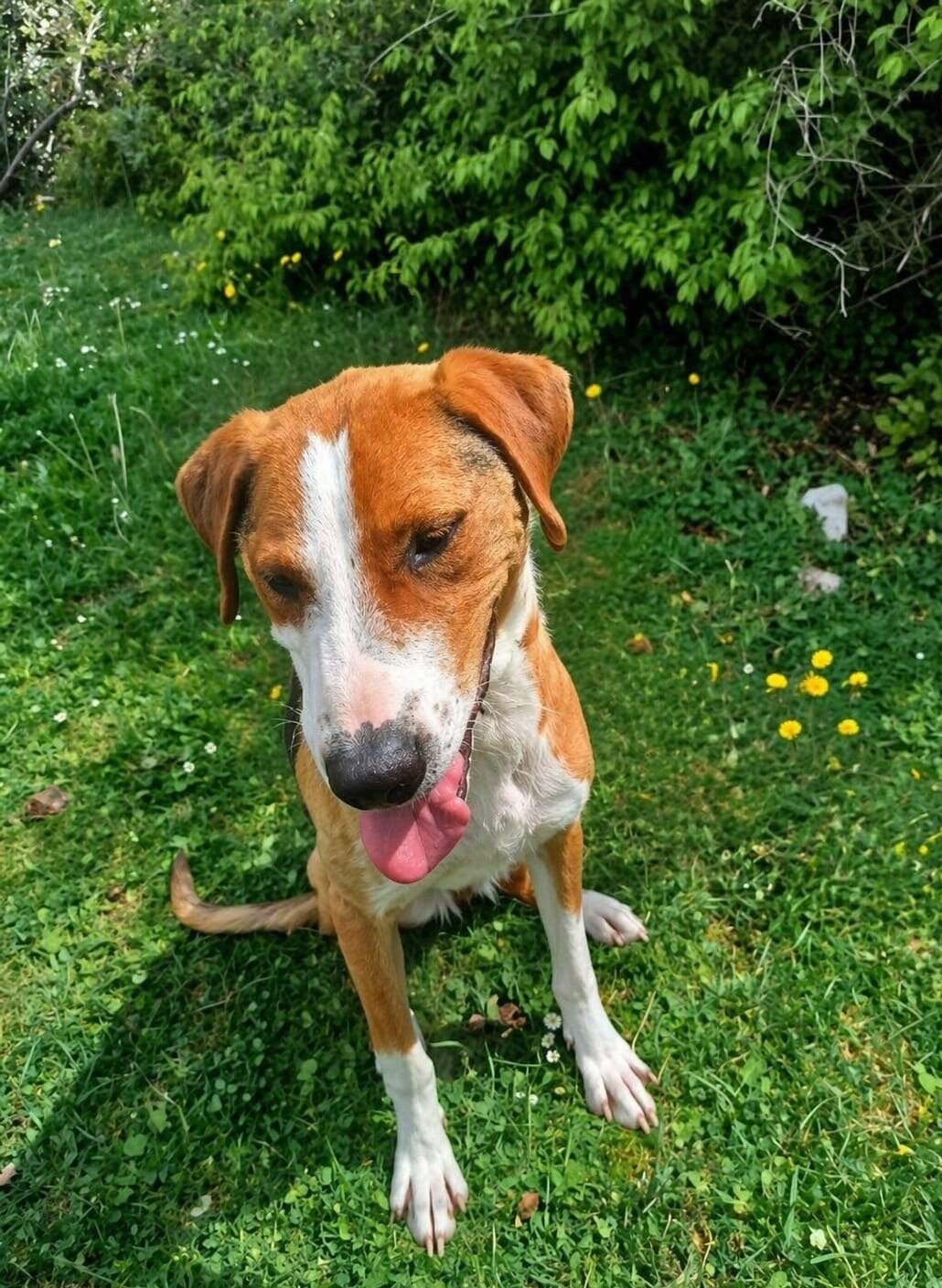 Zizi 