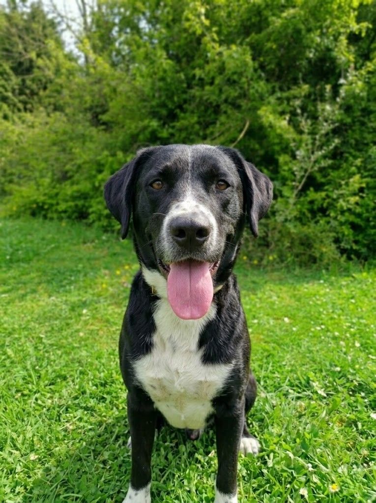 Toby