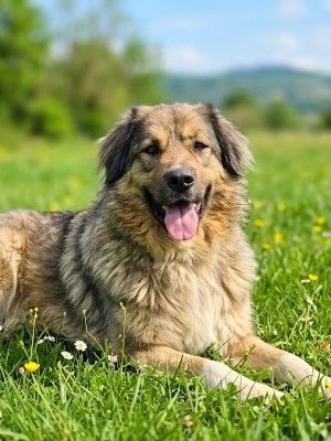 Roy