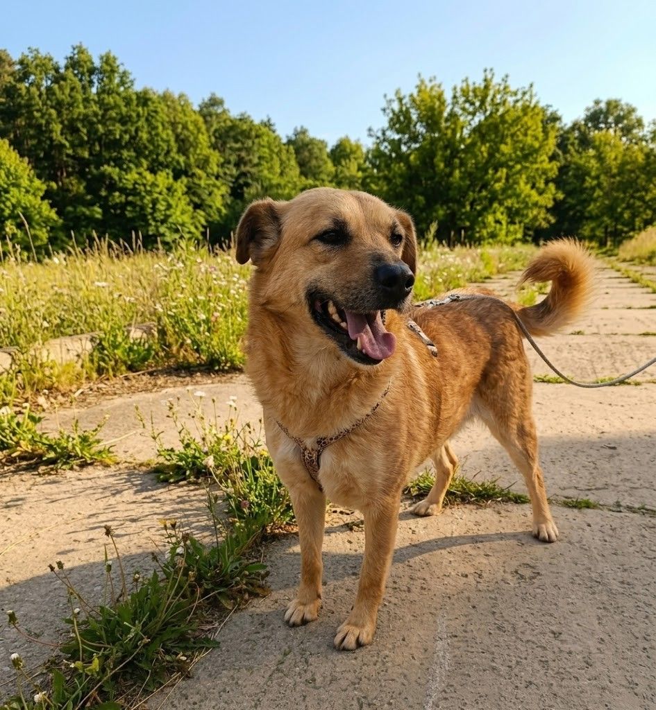 Lulu