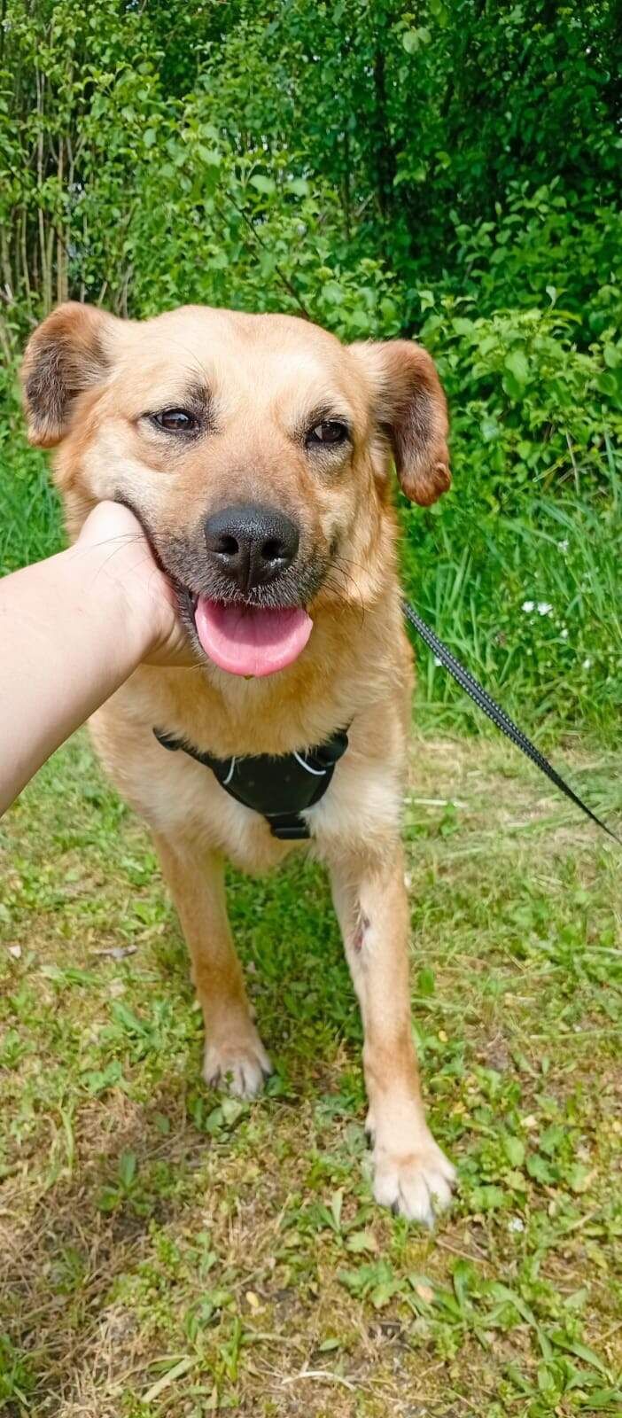 Lulu