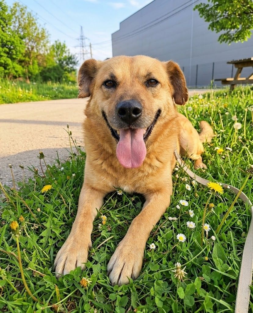 Lulu