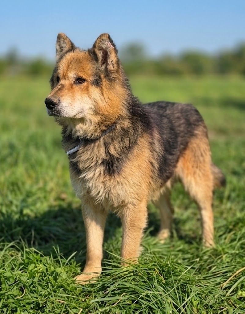 Vucko