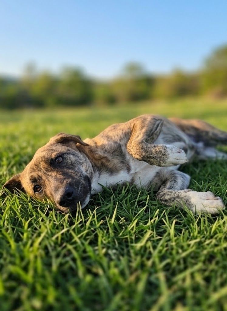 Nala