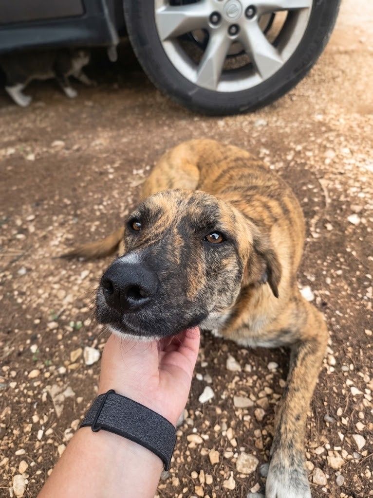 Nala