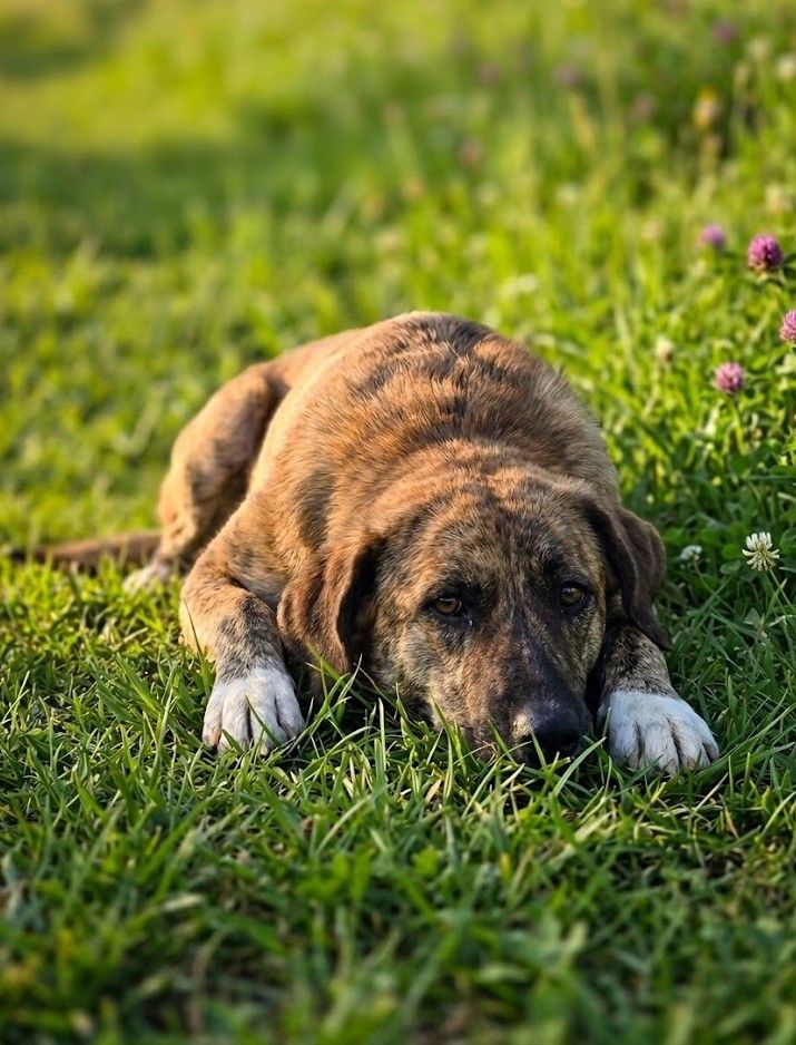 Nala