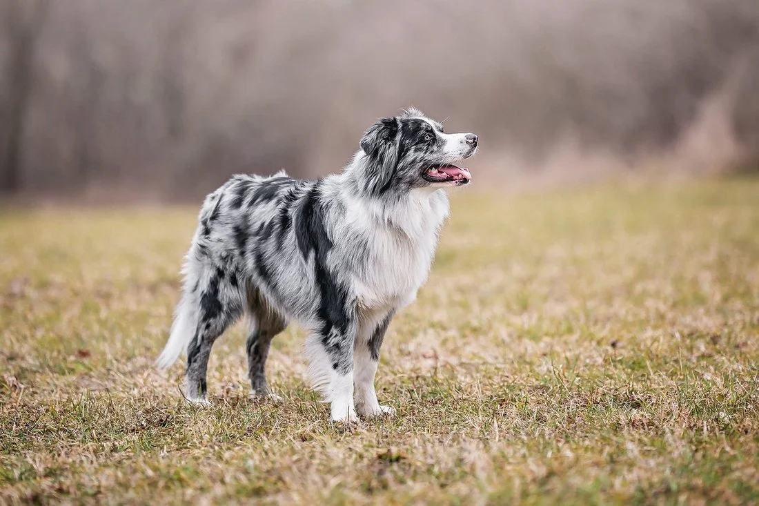 VILÉM KOGITO EASTER