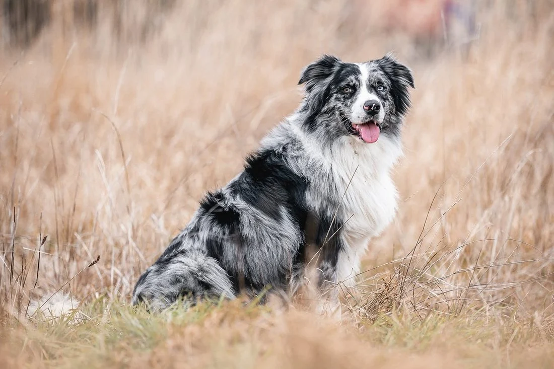VILÉM KOGITO EASTER