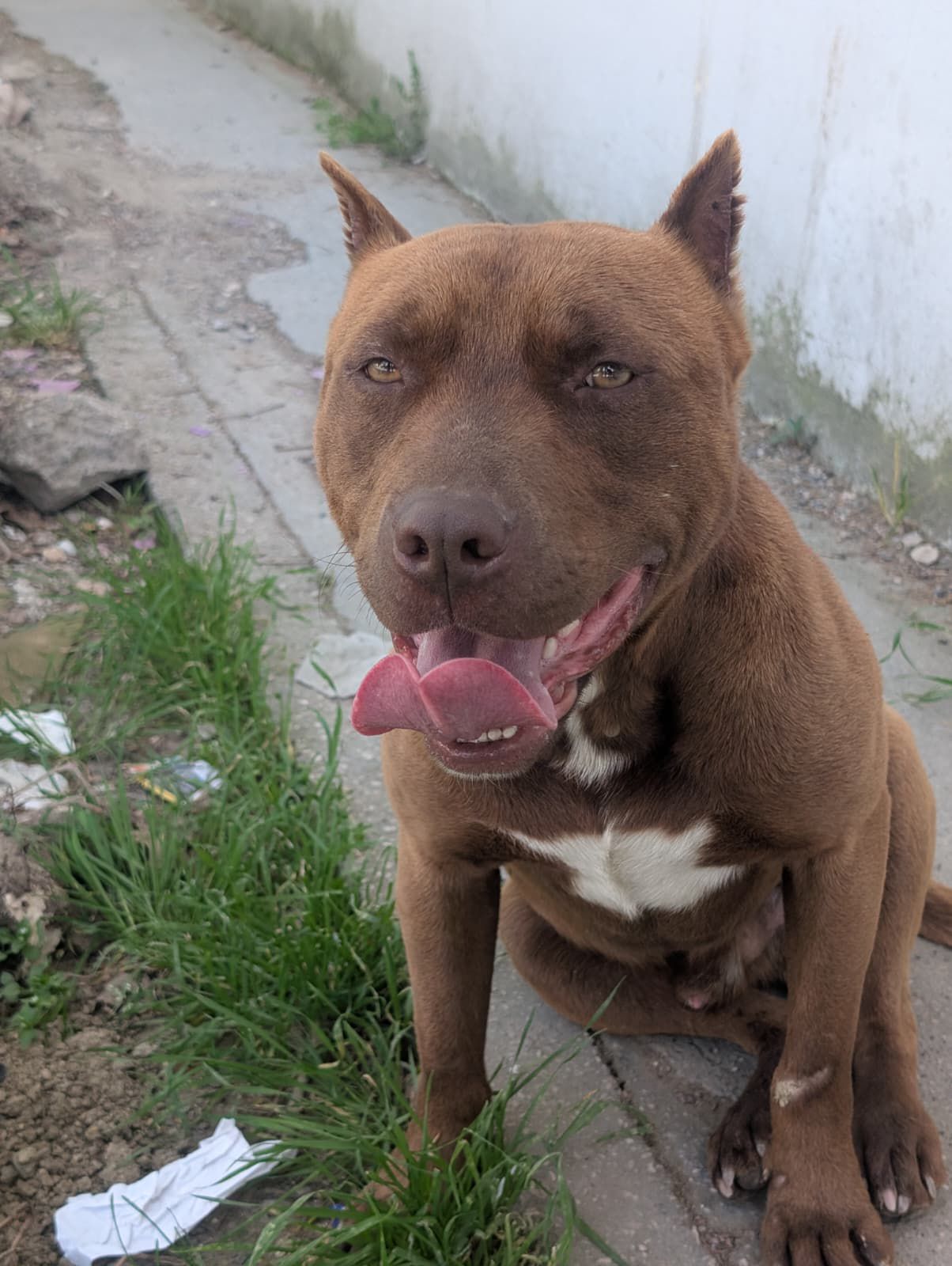 Otto