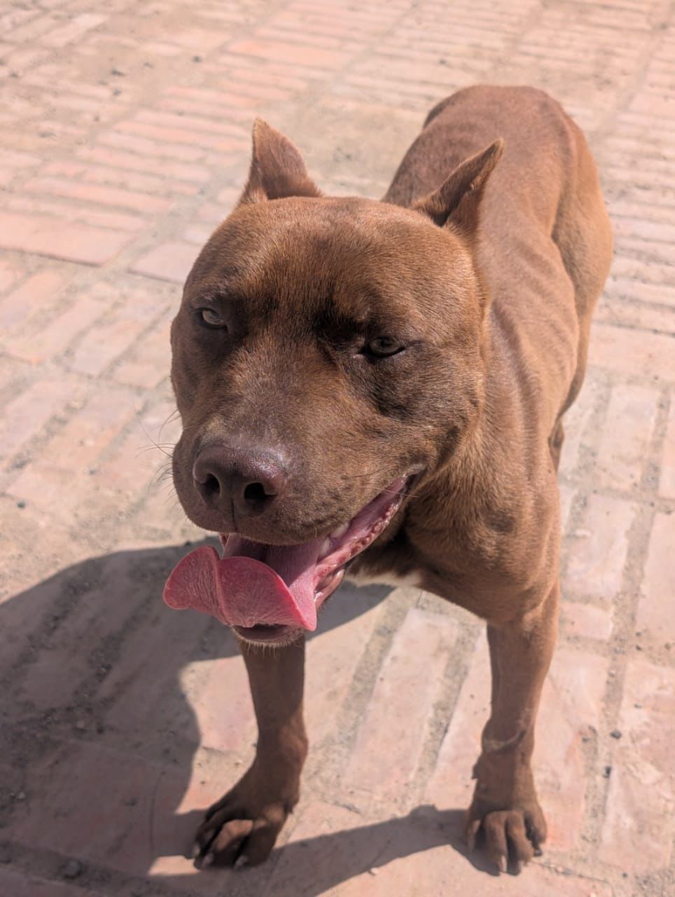 Otto