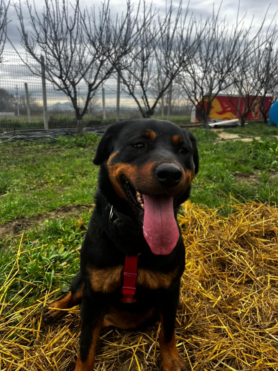 Wilma